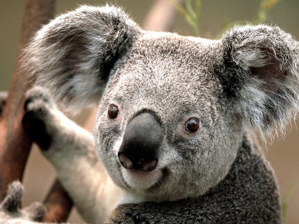 Koala.jpg : 클죽이입니다. 퇴근하기전에 몇곡더 올려볼게요 ~ 맘에 드셨으면 좋겠네요 ~ ㅎㅎ